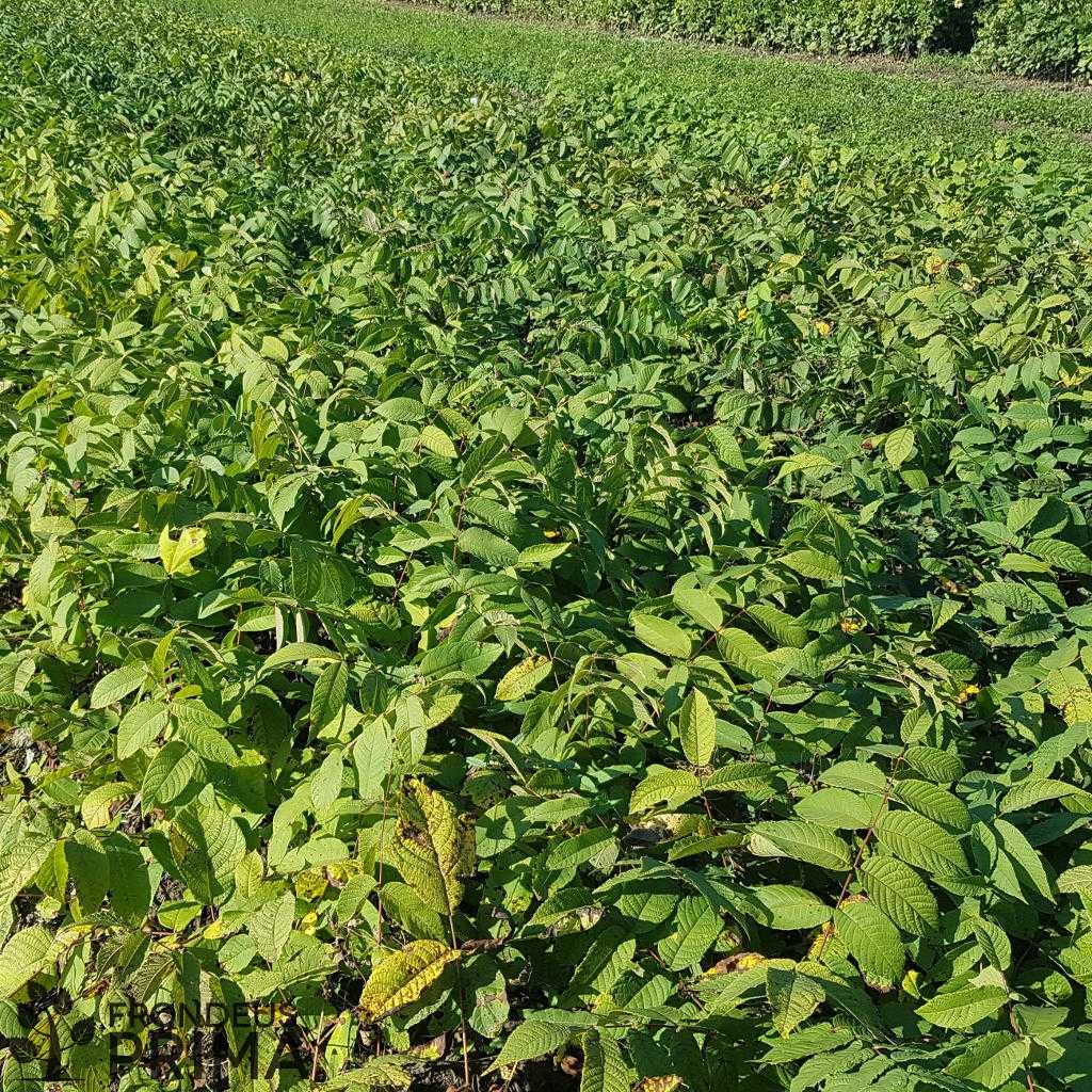 Black walnut seedling 1/0 1530